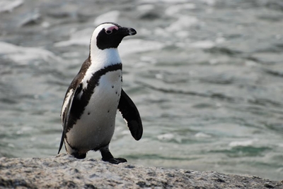 Adopt a penguin chick this Christmas