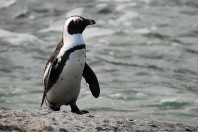 Adopt a penguin chick this Christmas