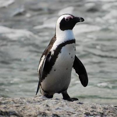 Adopt a penguin chick