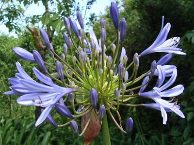 Now flowering at Pledge