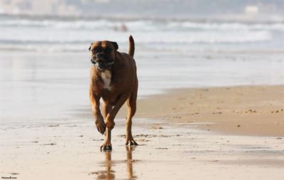 Update: Dogs allowed on beaches