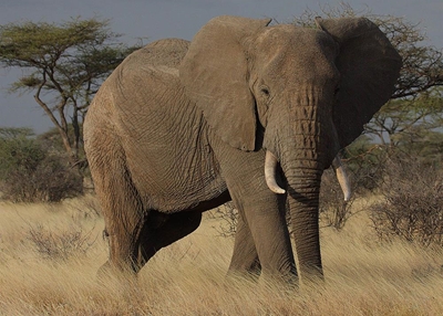 Countries to help African elephants