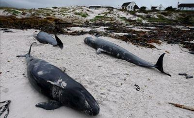 10 whales dead, dozens stranded in Florida
