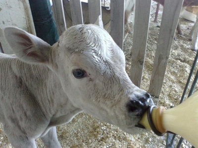 Nguni-kalfies hans grootgemaak