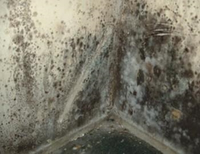 Mould infestation in homes has to be countered