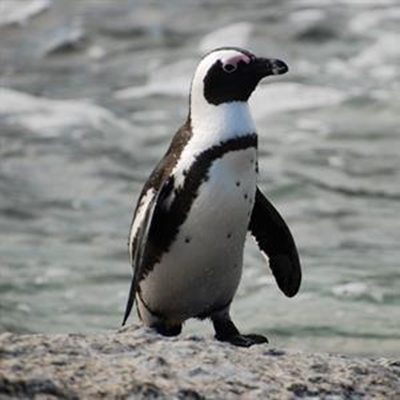 Adopt a penguin chick this Christmas
