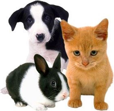 1 000s of pets abandoned over Christmas