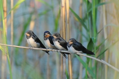 Bird course back by popular demand