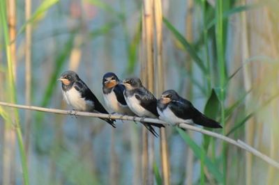 Bird course back by popular demand