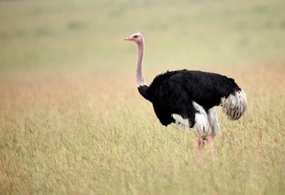 An ostrich is not just another bird