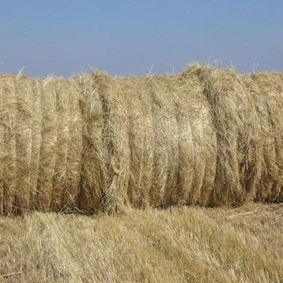 Droogte: Noodroep vir voer