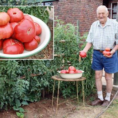 Oom Piet se tamaai tamaties
