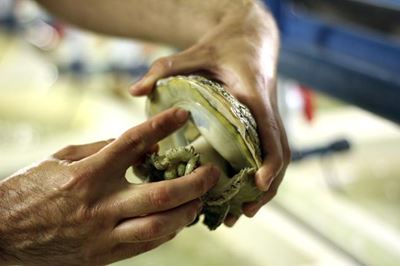 Man arrested for abalone possession