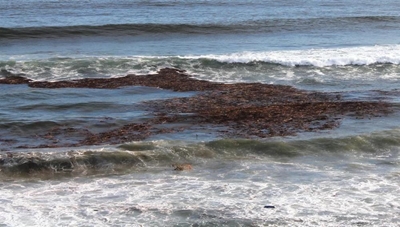 Strand met opdrifsels besaai