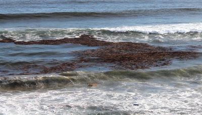 Strand met opdrifsels besaai