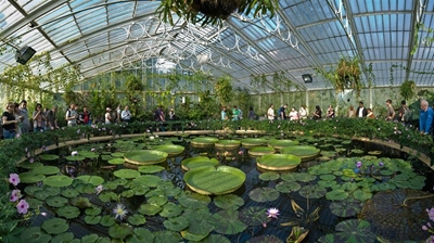 World's smallest water lily stolen from London's Kew Gardens