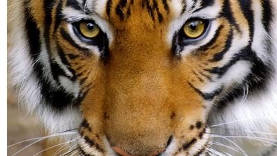 Tiger prowling for food kills 7 in India