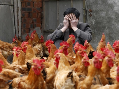 China reports surge in H7N9 bird flu cases
