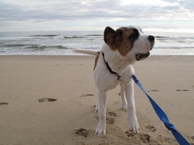 Doggy beach walk