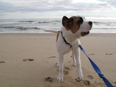 Doggy beach walk