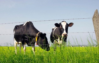 Melkbeeste op weiding: Insluiting van buffers in konsentraat