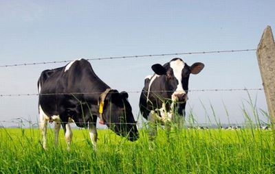 Melkbeeste op weiding: Insluiting van buffers in konsentraat