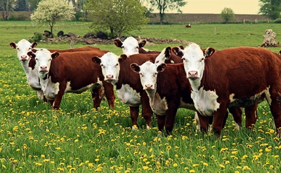 Perspective on livestock agriculture in SA