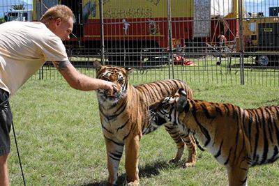 Leeutemmer gesels oor sirkus-katte