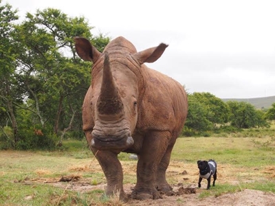 Rhino poached near Mossel Bay