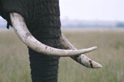 Limpopo elephant handler gored