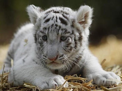 5 rare white tiger cubs die in Indian zoo