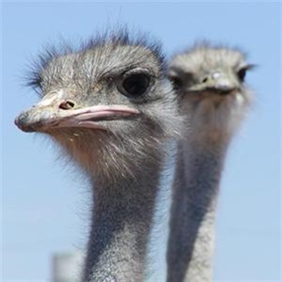 Bestuurspraktyke en avian influenza by volstruise