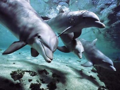 Local voice against dolphin slaughter