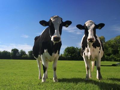How to monitor reproduction management in a dairy herd