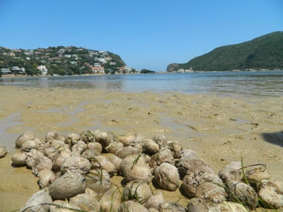 Masses of dead urchins on beach, lagoon