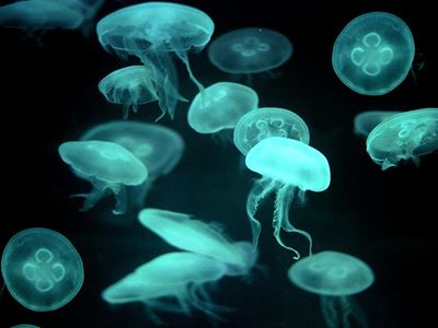 New jellyfish species washes up in Australia