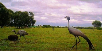 Baby Blue Crane spotted at Nature Reserve