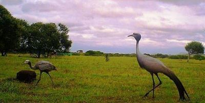 Baby Blue Crane spotted at Nature Reserve