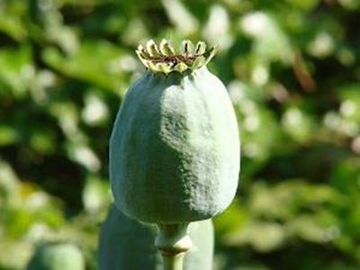 Danish tourist dies from suspected poppy poisoning