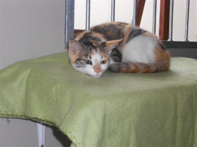 Adopt a pet from PAWS