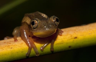 Leap Day for Frogs at Botanical Garden