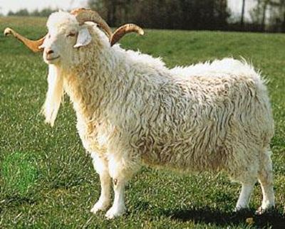 Angora-produksieveiling: 9 April