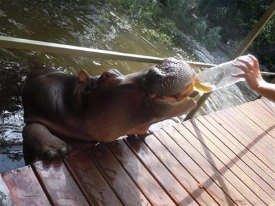 Jessica the hippo wows the world