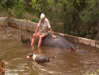 Jessica the hippo wows the world