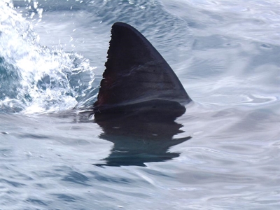 Shark victim's mother challenges shark cull in court