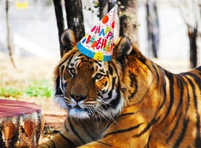R10 000 birthday party for tiger