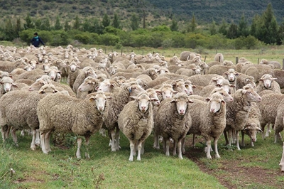 Standard Wool steeds grootste wolkoper