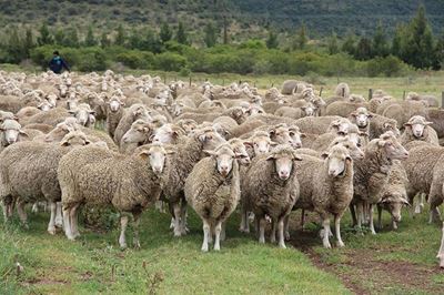 Standard Wool steeds grootste wolkoper