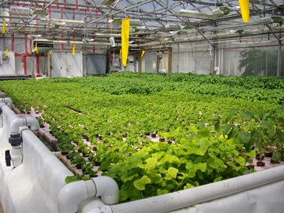 Learn about Aquaponics