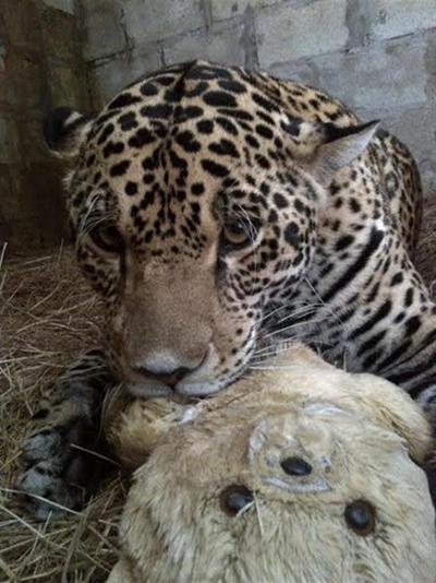 The jaguar that hates beef